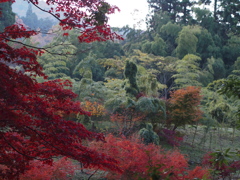 鶏足寺の紅葉　番外