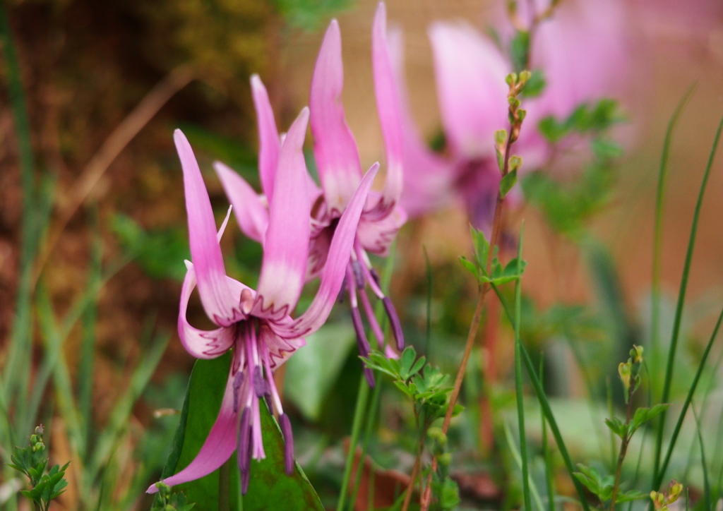 Erythronium初恋