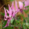 Erythronium初恋