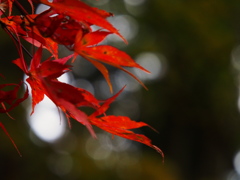 横蔵寺の紅葉