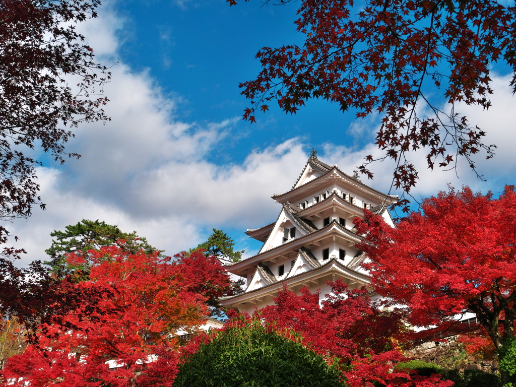 郡上八幡城の紅葉