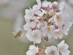 エゾヒガン桜は満開