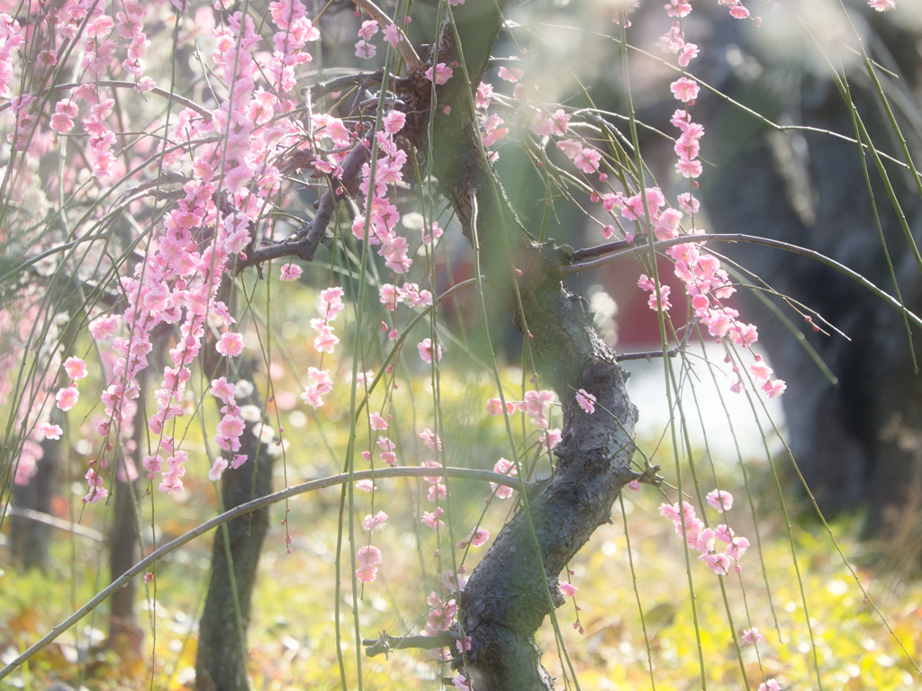 春の香り