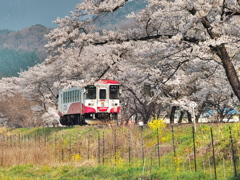 花見列車