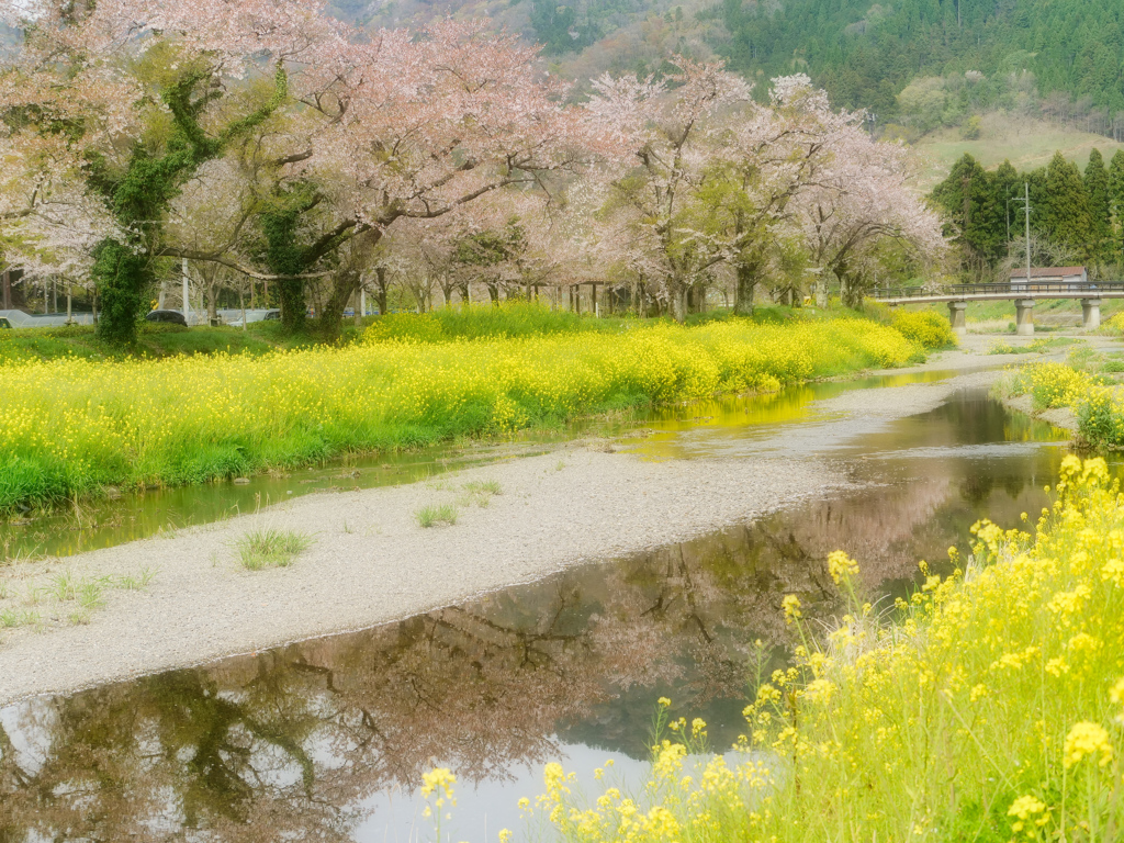 春の小川はさらさら流る