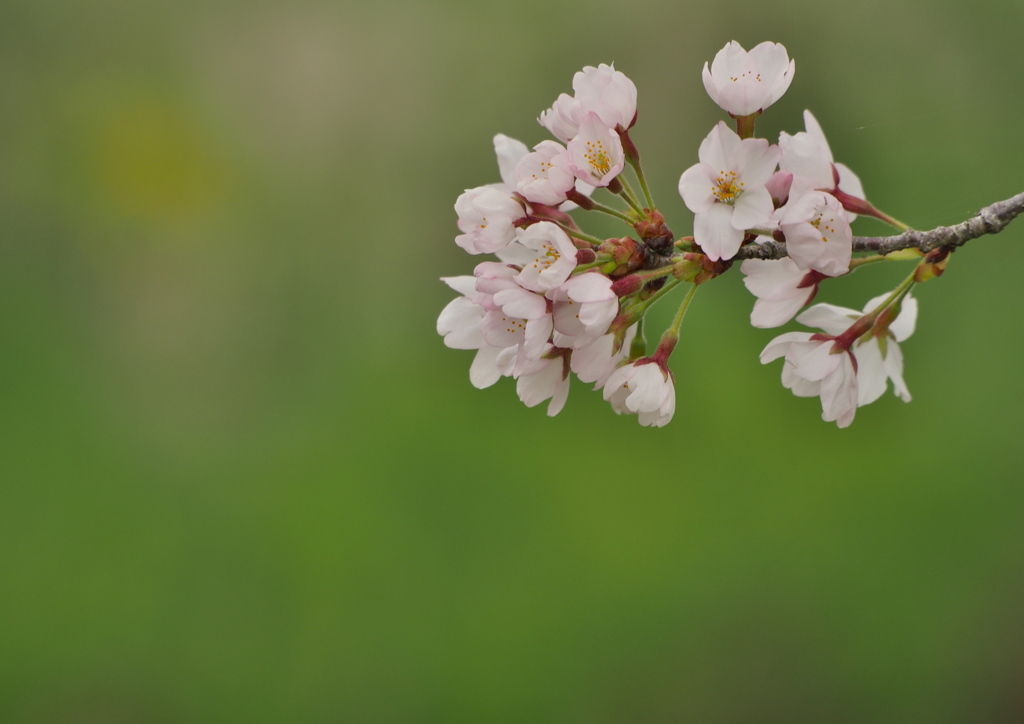 櫻花