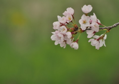 櫻花