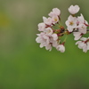櫻花