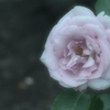 夜来香