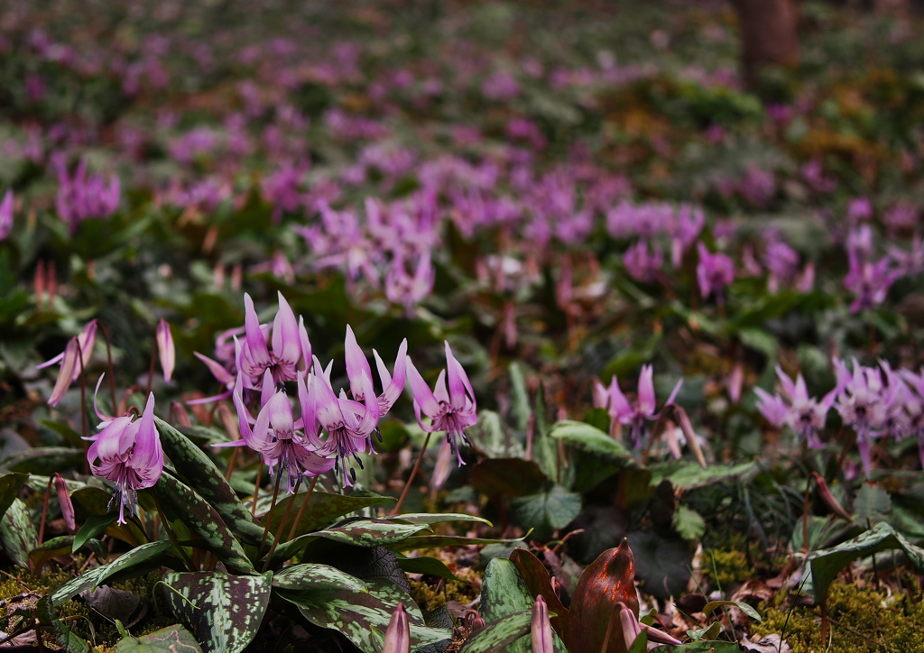 Erythronium初恋
