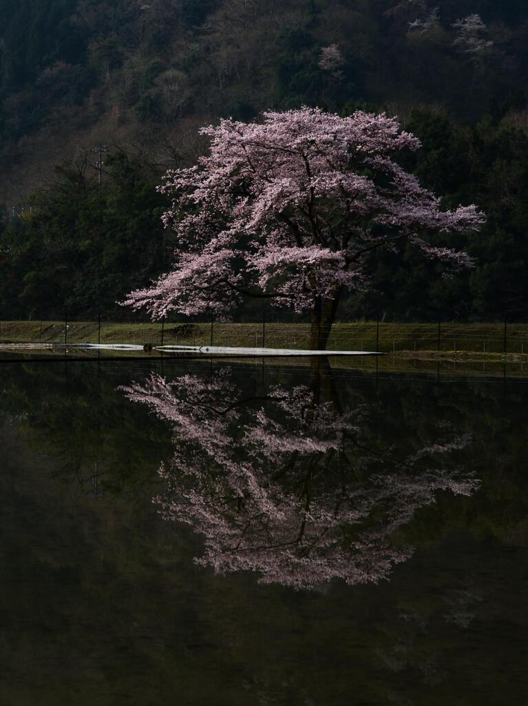 神龍桜