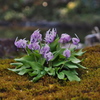 Erythronium初恋