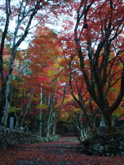 鶏足寺の紅葉⑤