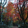 鶏足寺の紅葉⑤