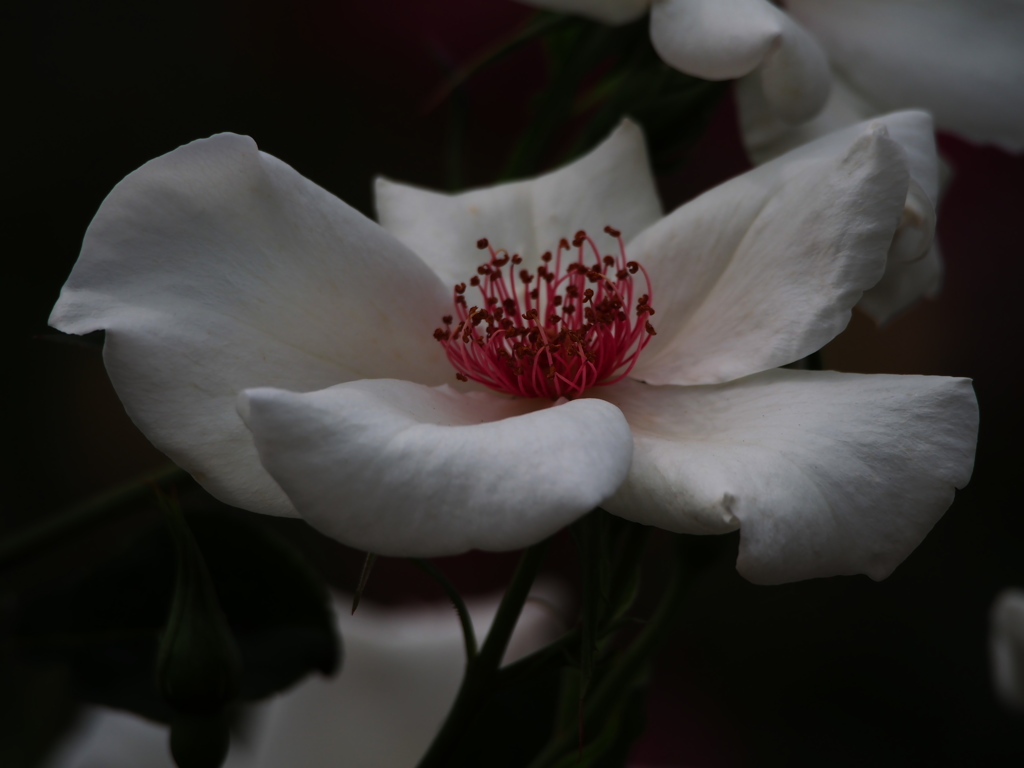 薔薇の香りに癒されて4