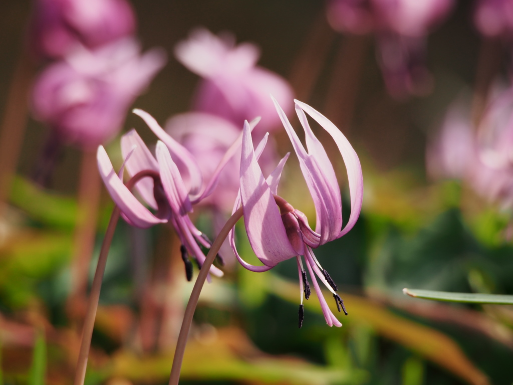 Erythronium初恋