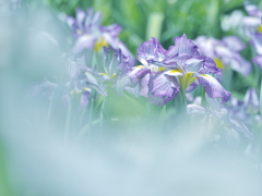 花しょうぶ