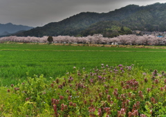 桜並木の風景