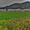 桜並木の風景