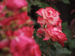 雨の日の薔薇は綺麗です