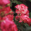 雨の日の薔薇は綺麗です
