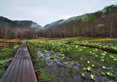 湿原の春