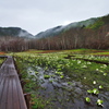 湿原の春