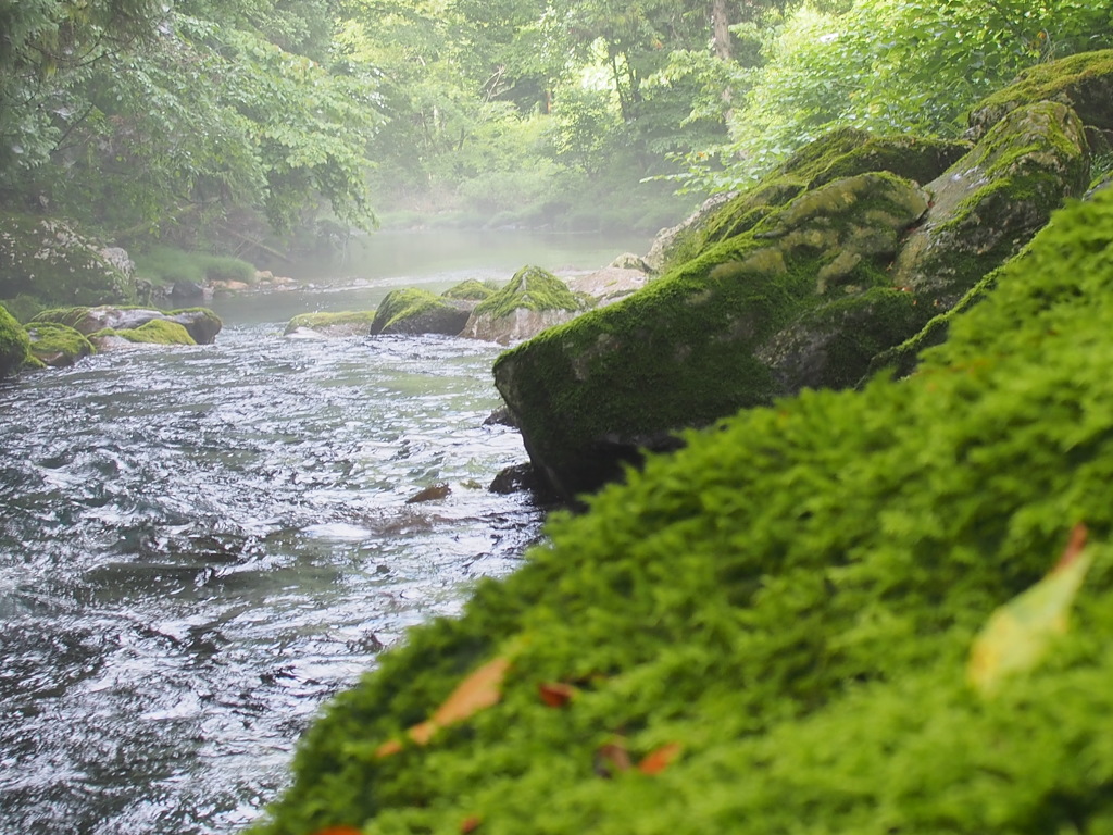 苔むす川に癒されて 2