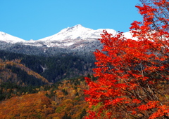 乗鞍高原の紅葉