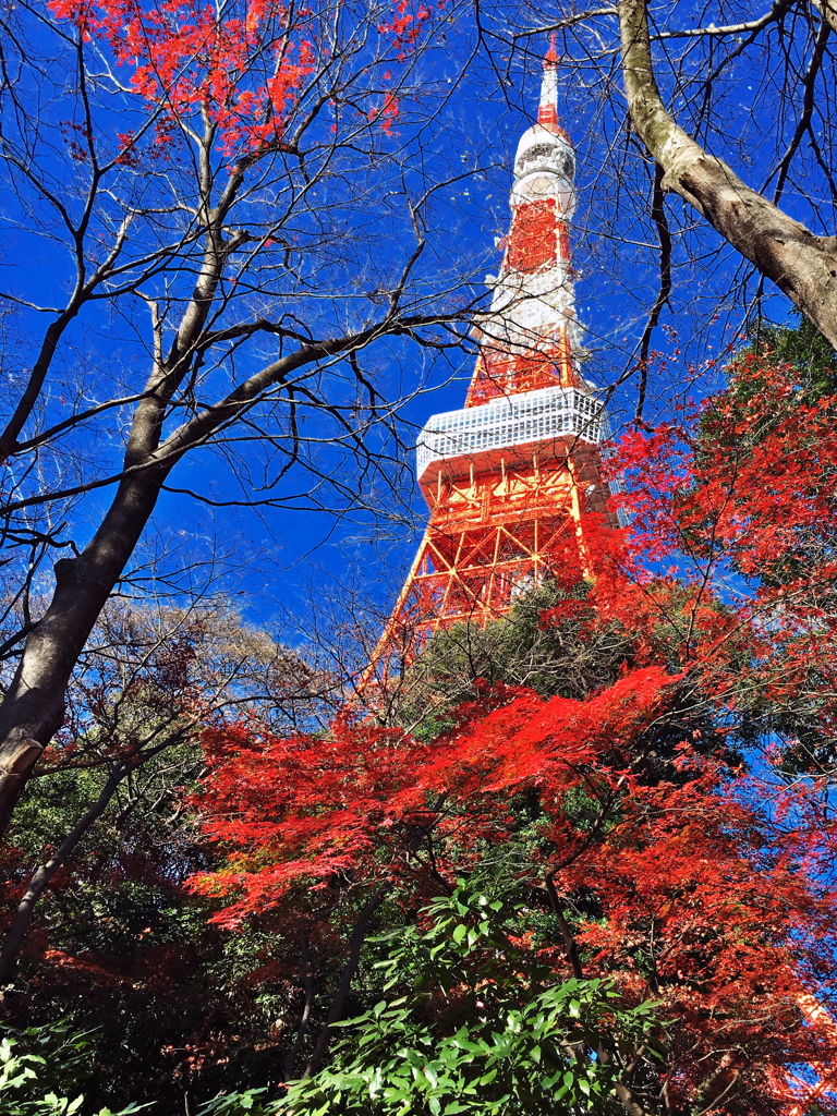 紅葉