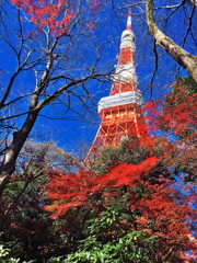 紅葉