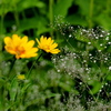 purity of heart