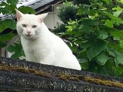 町で見かけたノラ猫