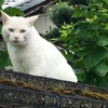 町で見かけたノラ猫