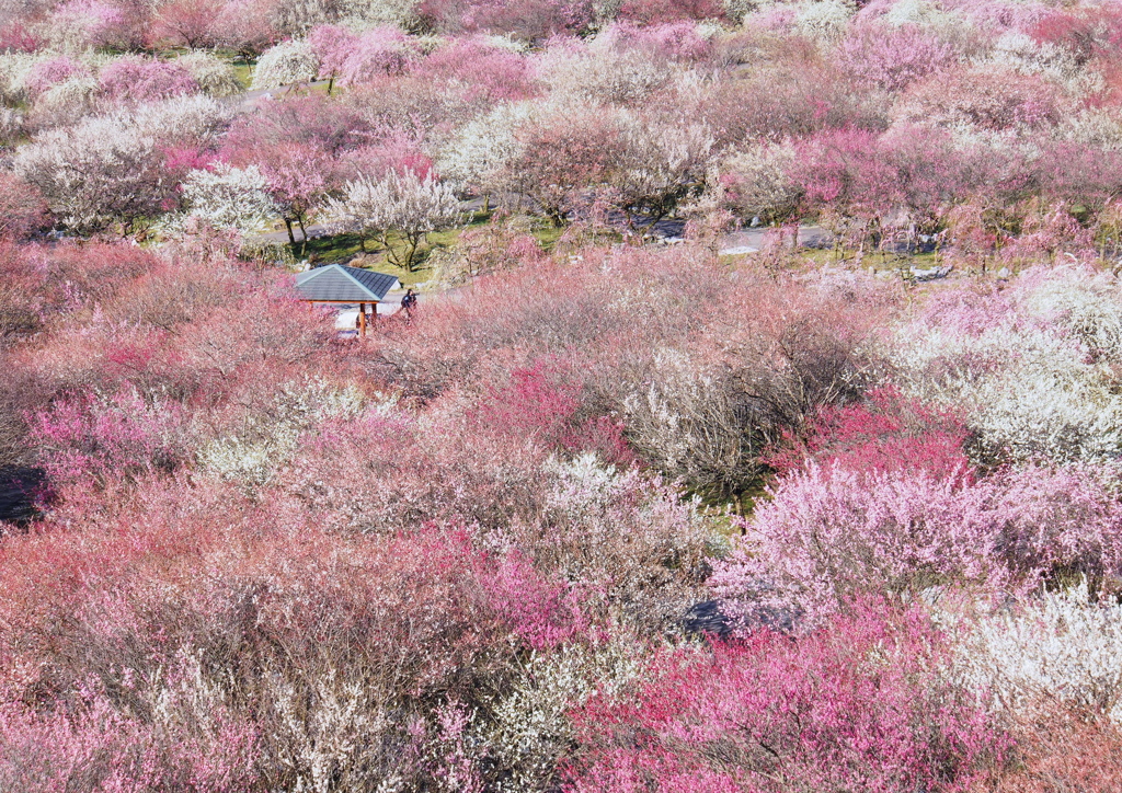 梅林公園にて2