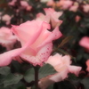 薔薇の香りに癒されて3