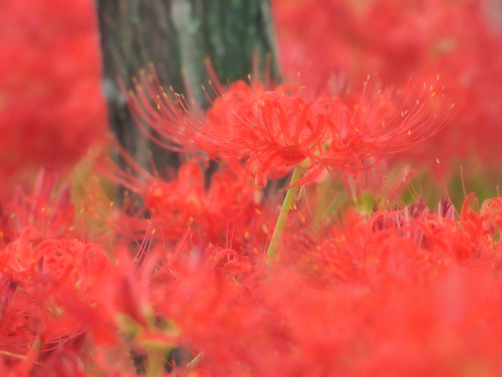 曼珠沙華