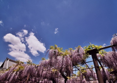 BlueSky＆ PurpleFlower