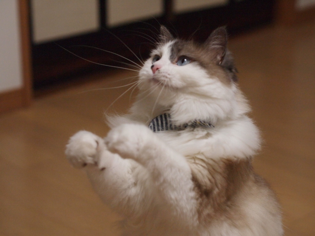 おねがい