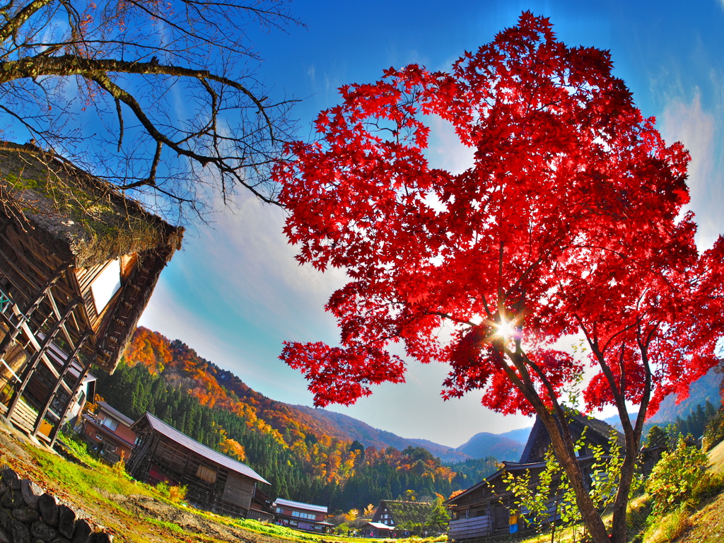 Autumn leaves at Shirakawa-go by Fisheye