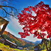 Autumn leaves at Shirakawa-go by Fisheye