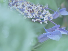 庭の紫陽花4
