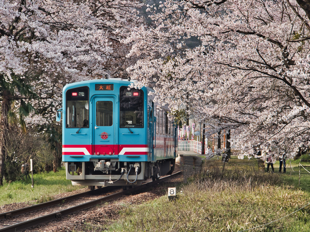 桜列車