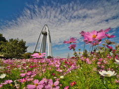 青空に秋桜