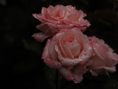 雨の日の薔薇は綺麗です②