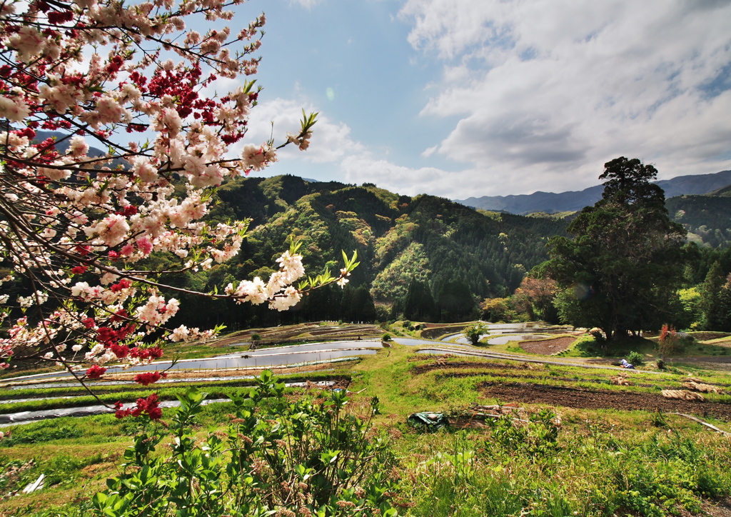 棚田の風景