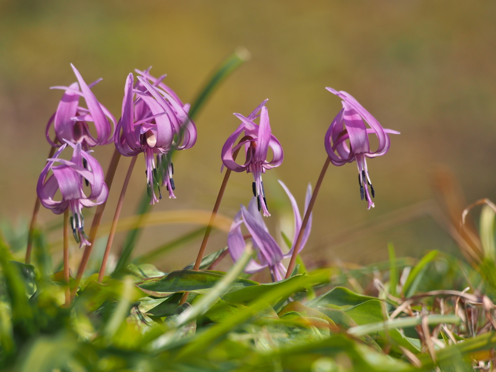 Erythronium初恋