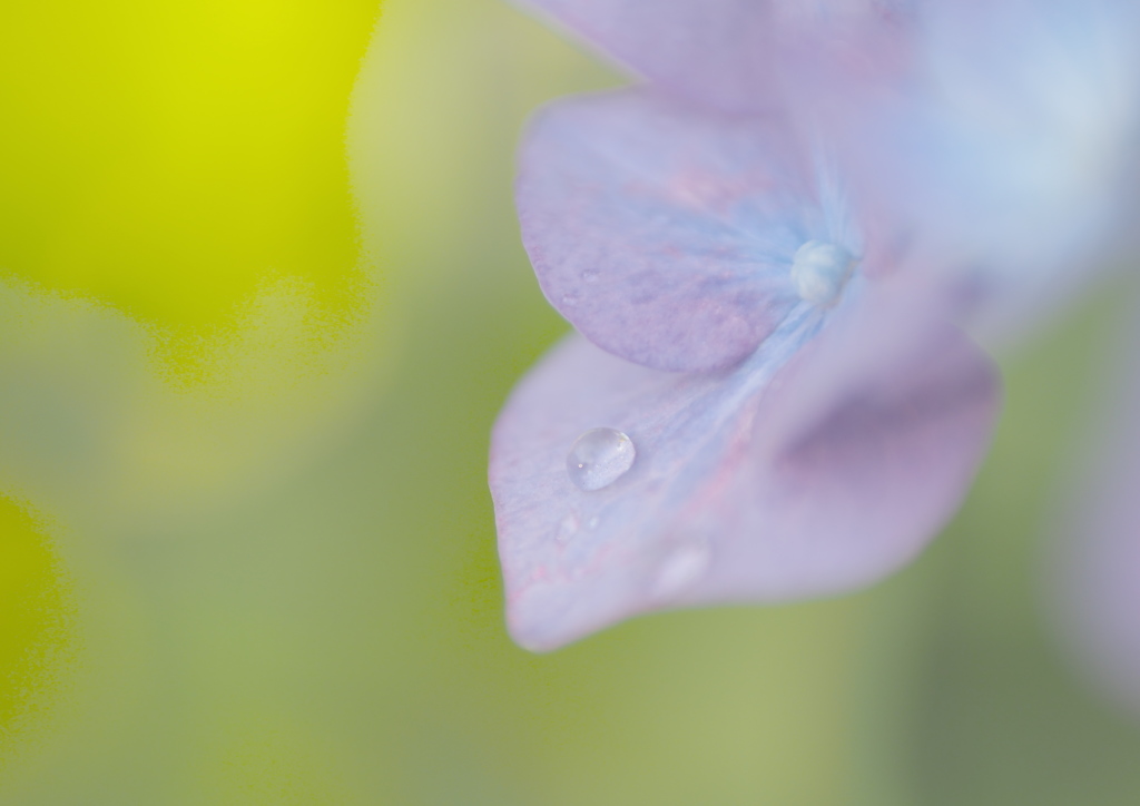 庭の紫陽花2