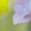 庭の紫陽花2