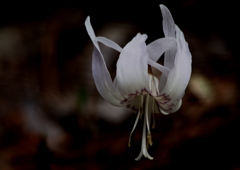 Erythronium初恋 White